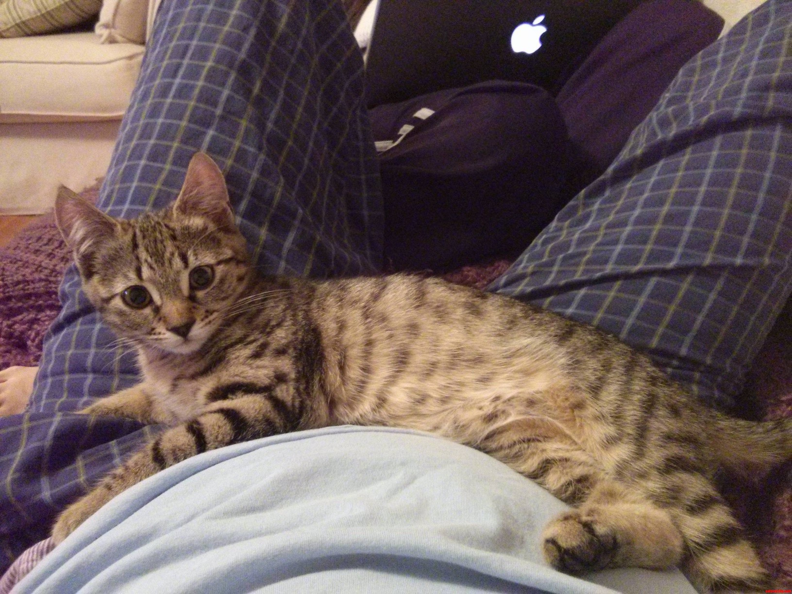 Hanging Out in Dads Lap