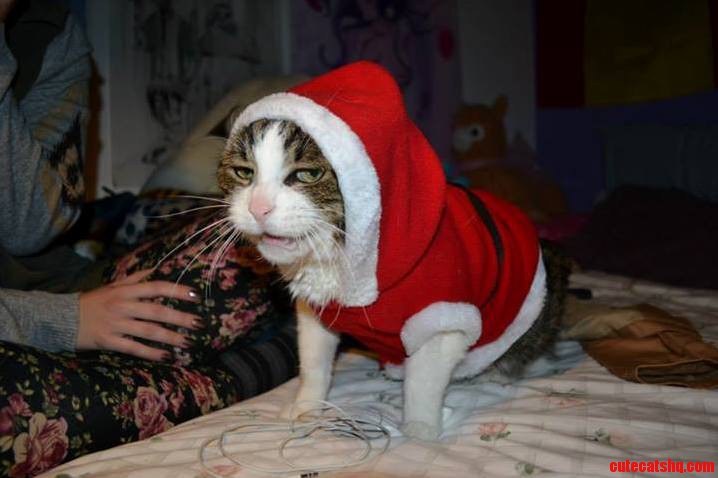Happy Christmas Kitteh