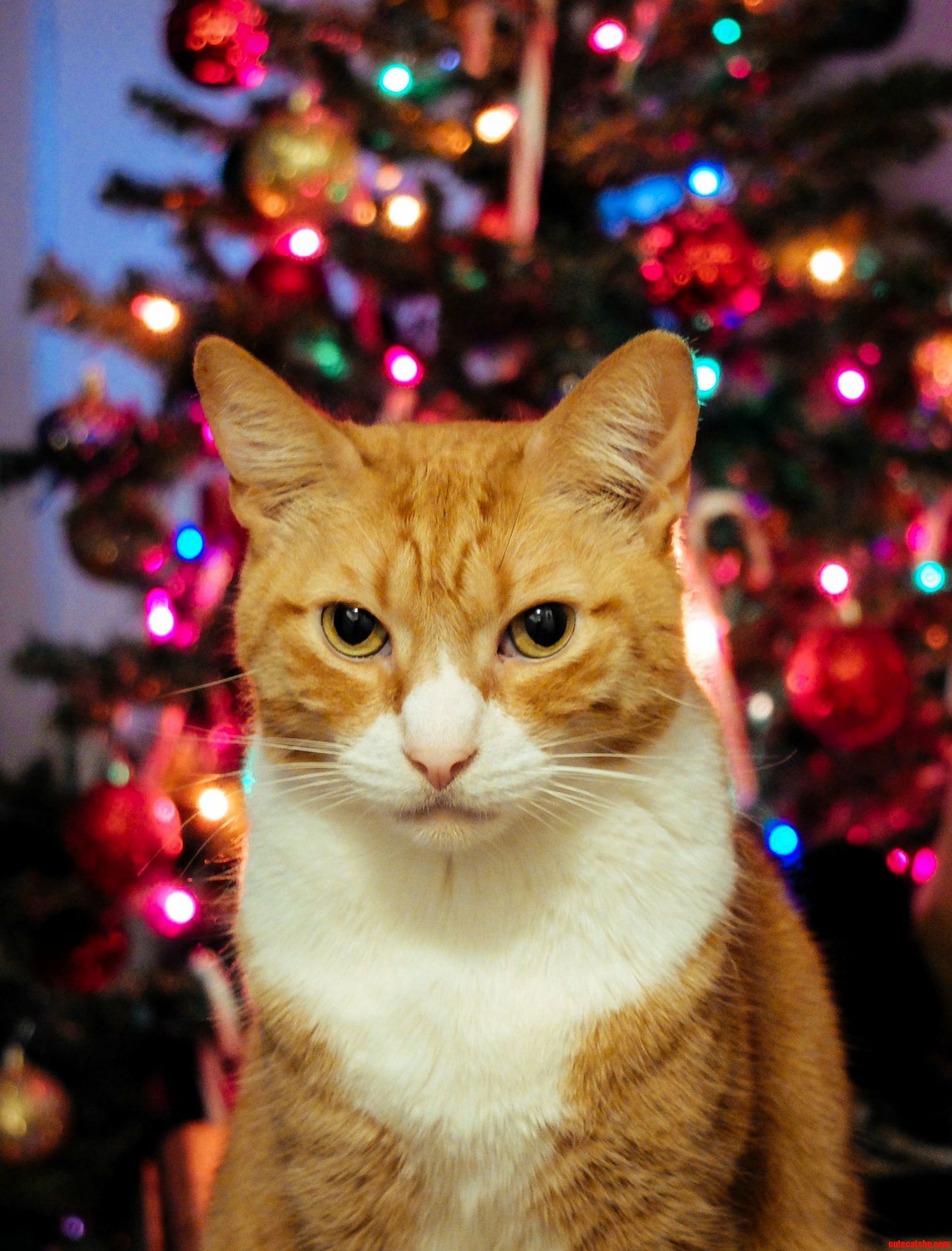 Happy Holidays Guys.. Also Fuck You - Lenny the Cat
