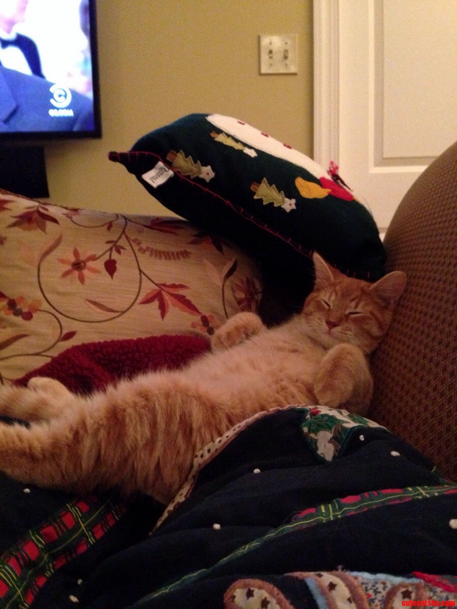 Happy to Be Out of the Shelter and Enjoying His New Home
