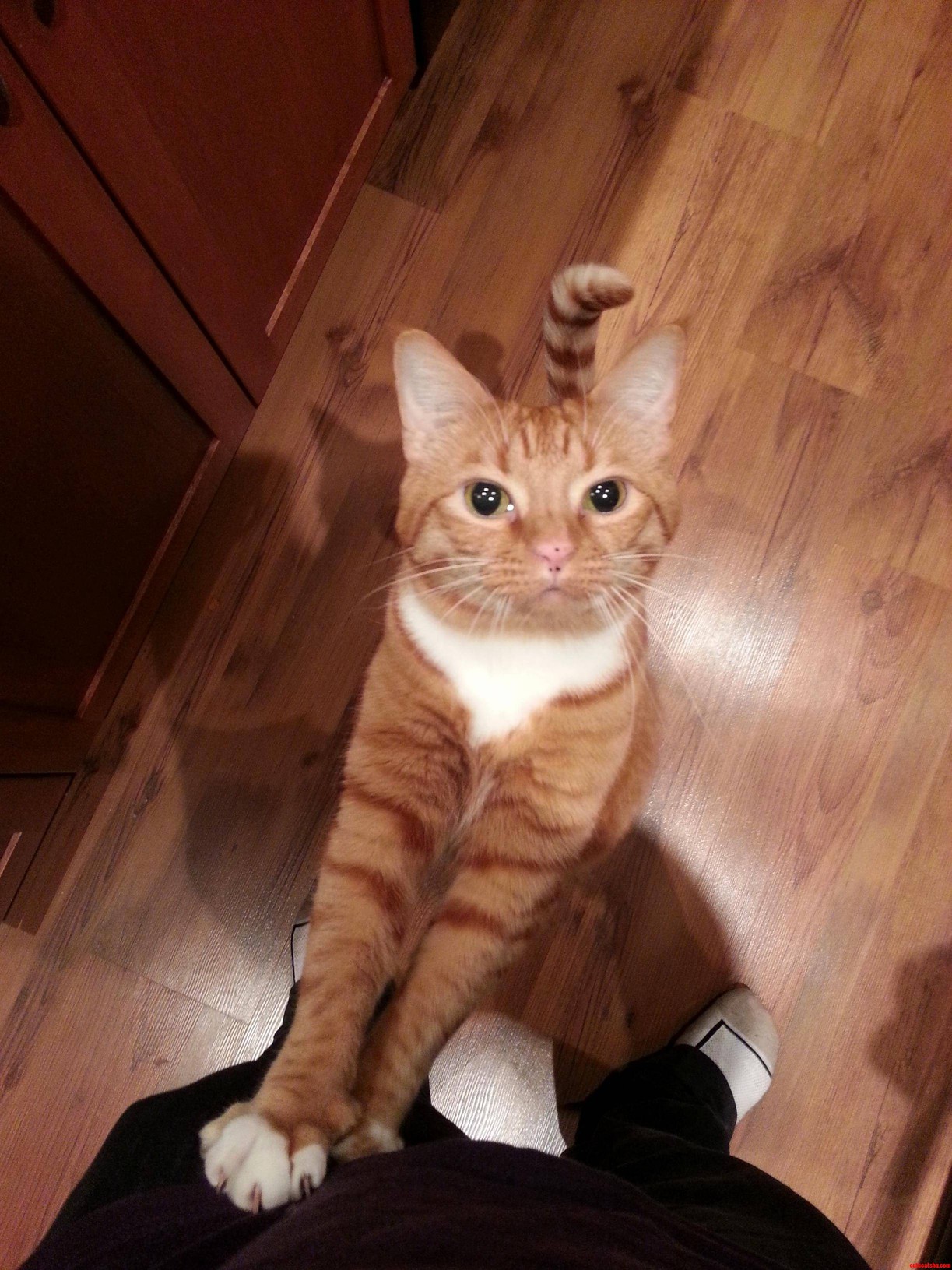 He Does This Whenever I Go Into the Kitchen. Food for Me