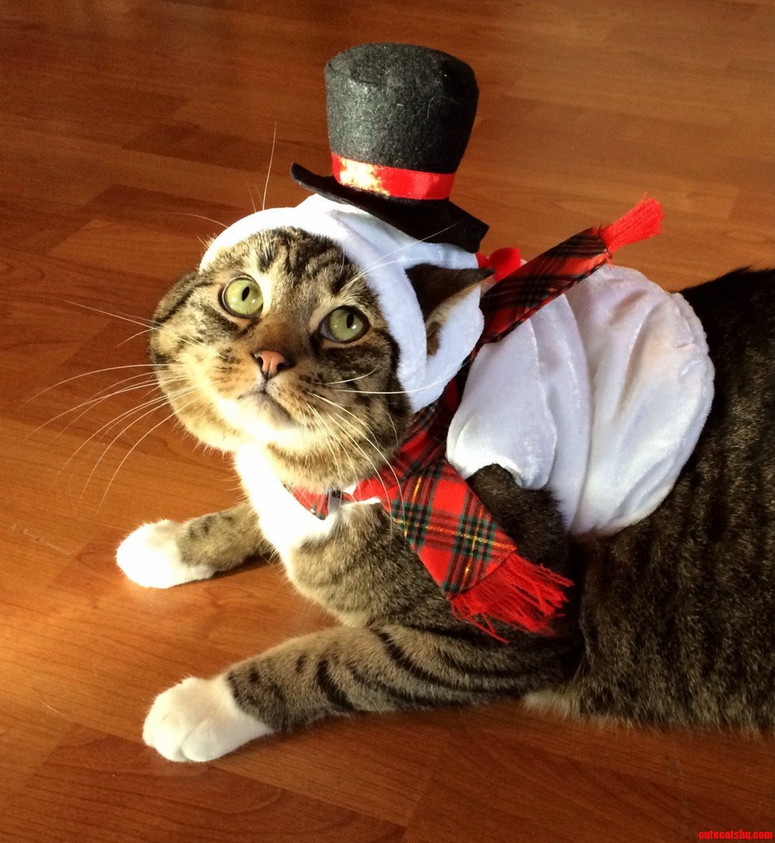 He Doesnt Like His Frosty Costume.