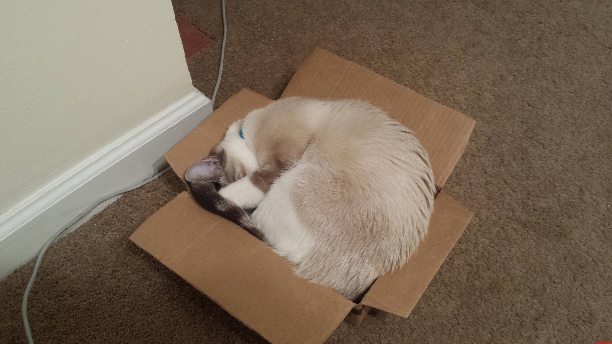 He Doesnt Really Fit but He Thinks He Does.
