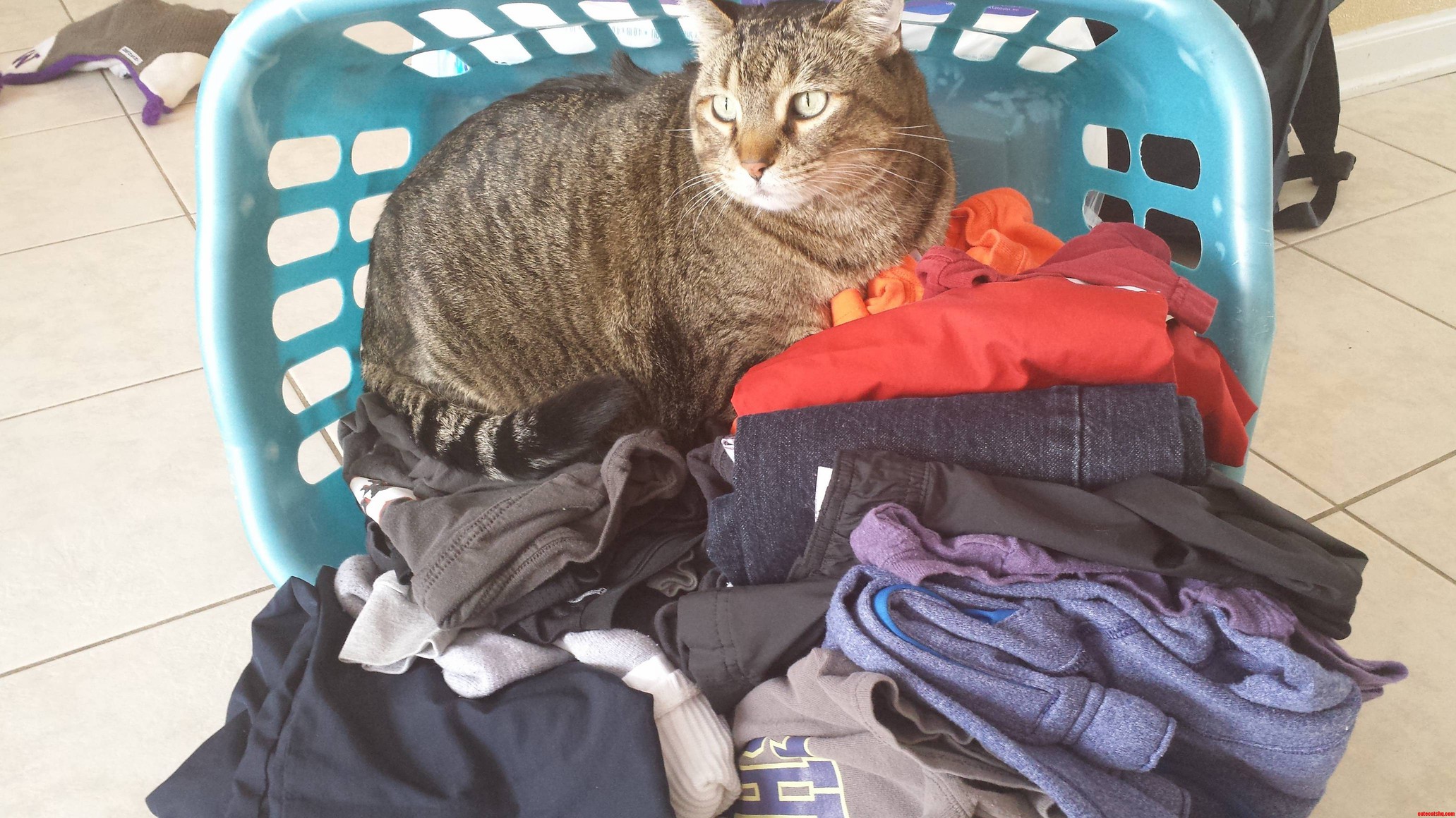 He Knocked Over the Basket to Make a Nook to Sleep in