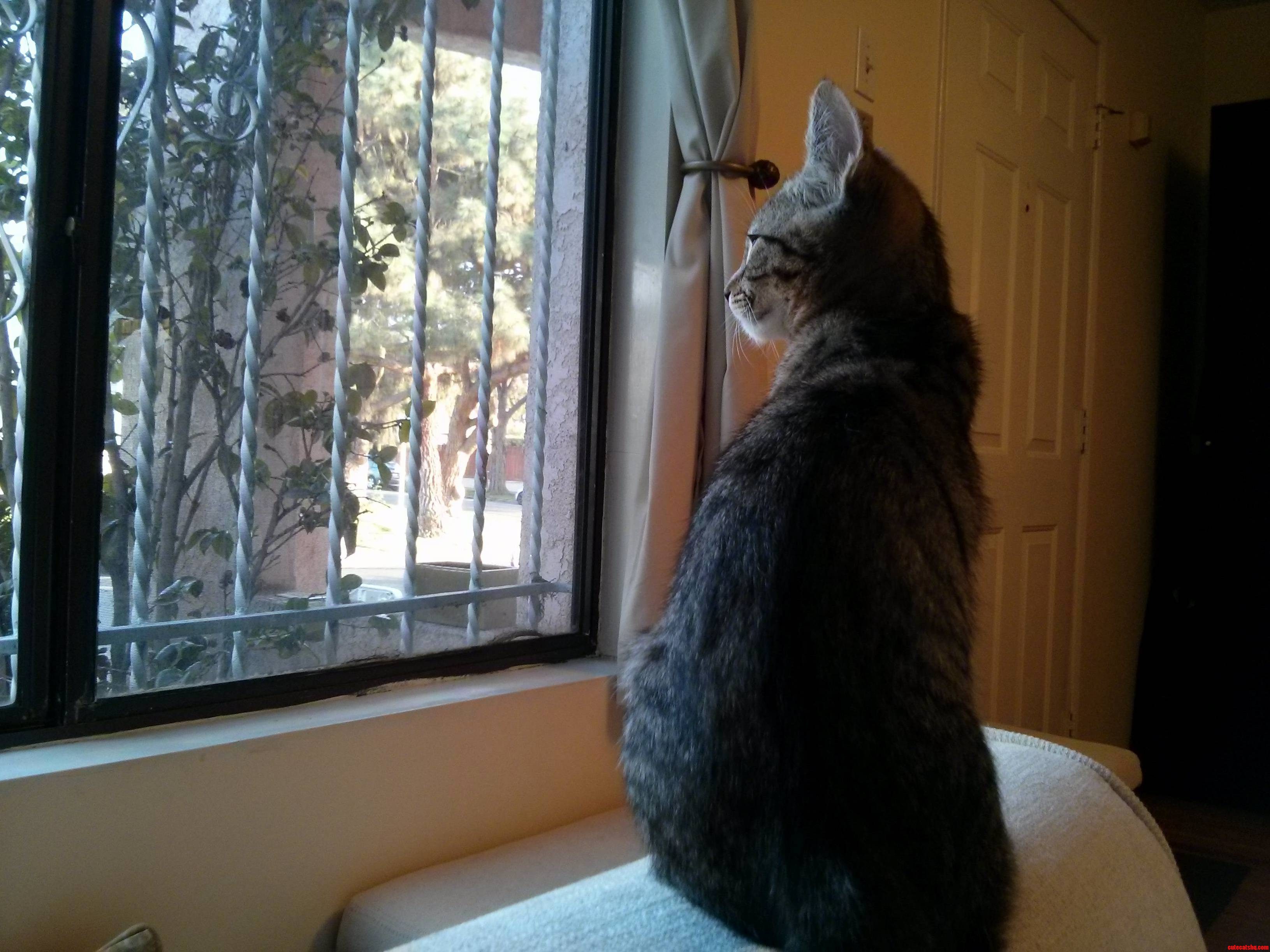 He Loves the Window