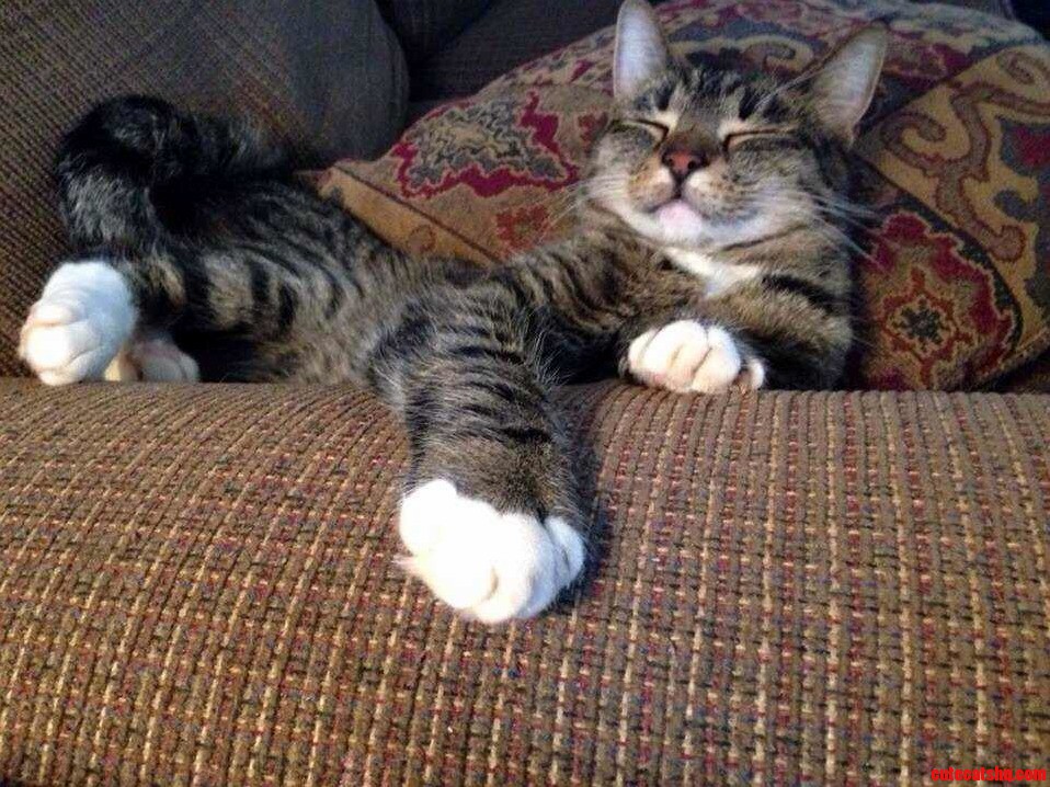 He Rules This Side of the Couch and Enjoys It
