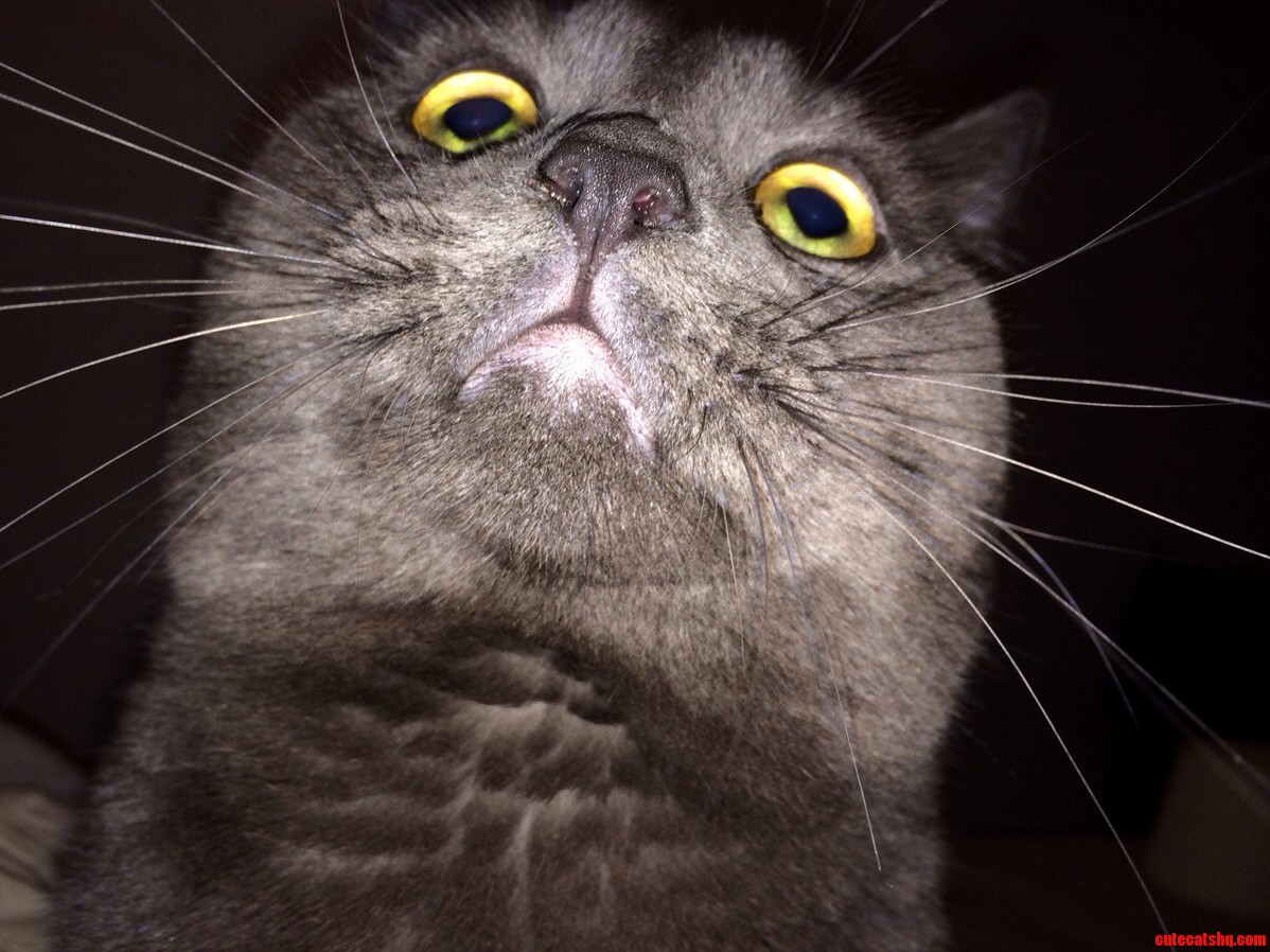 He Snuck Up on My Bed and Wasnt Expecting a Picture.