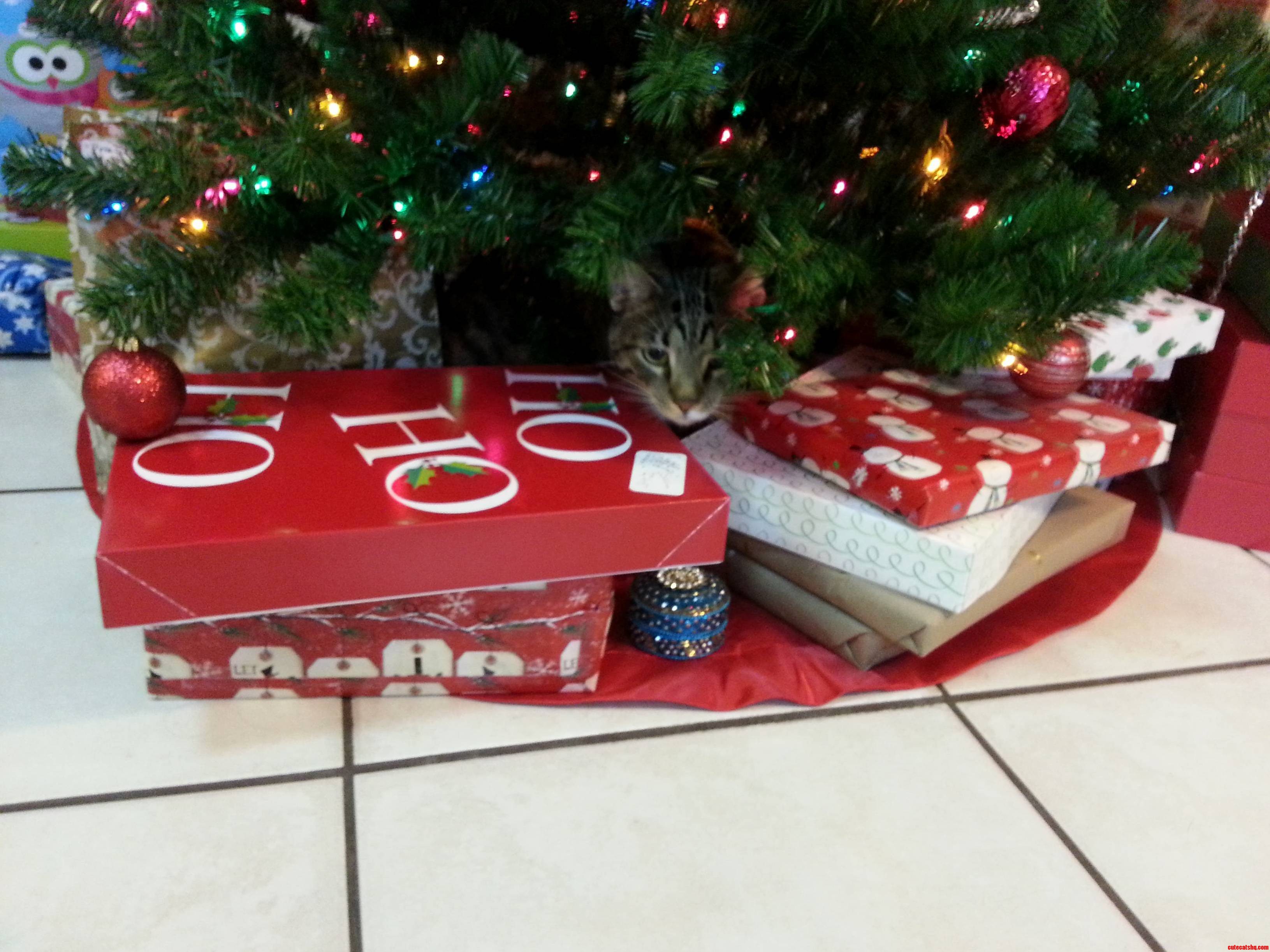 He Thinks He Is a Present. Patiently Sitting to Be Unwrapped.