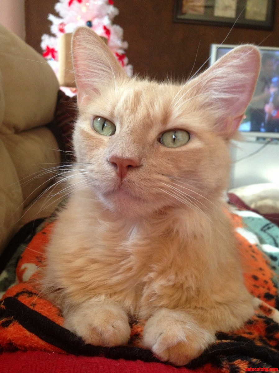 He Was So Ugly As a Kitten and Now Well Have a Looksky Hes Pretty Handsome