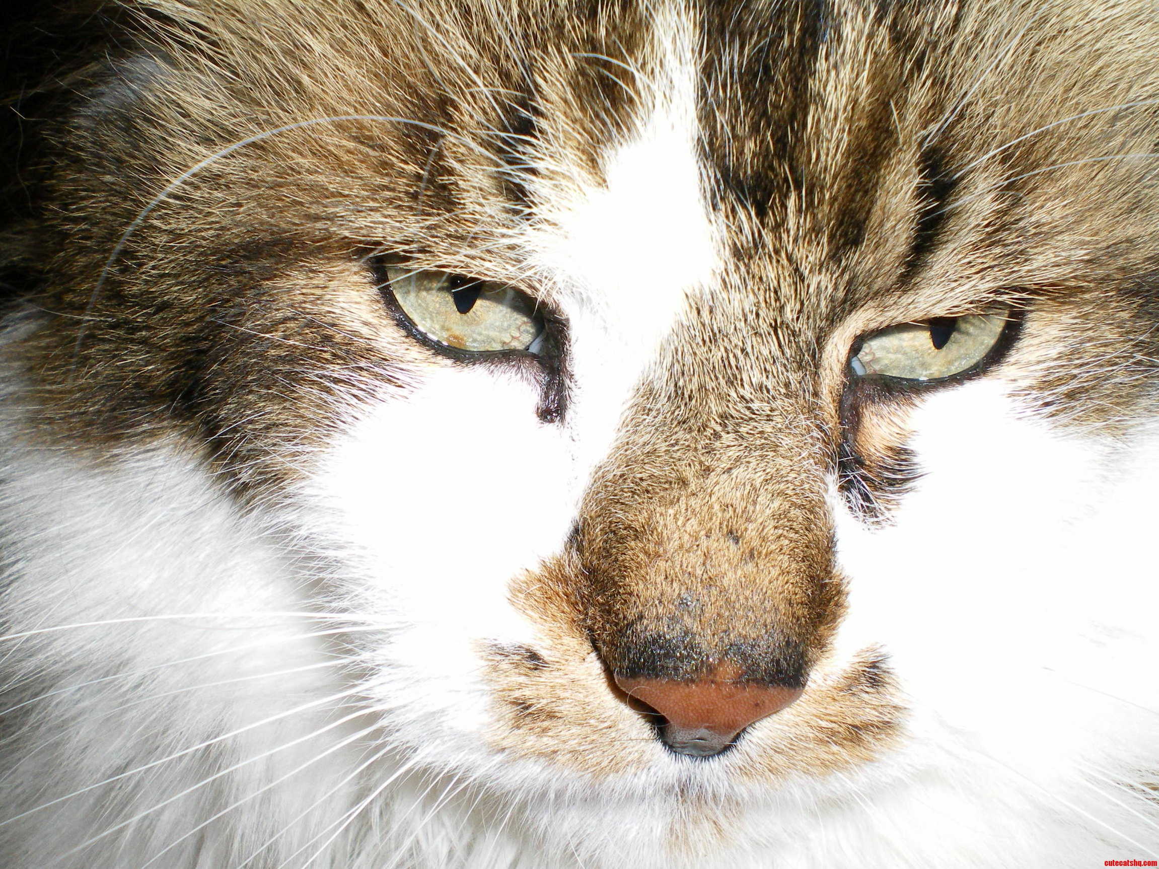 He Was the Sickly Runt of His Litter Who Grew Up to Be King of His Neighborhood. This Is Mike.