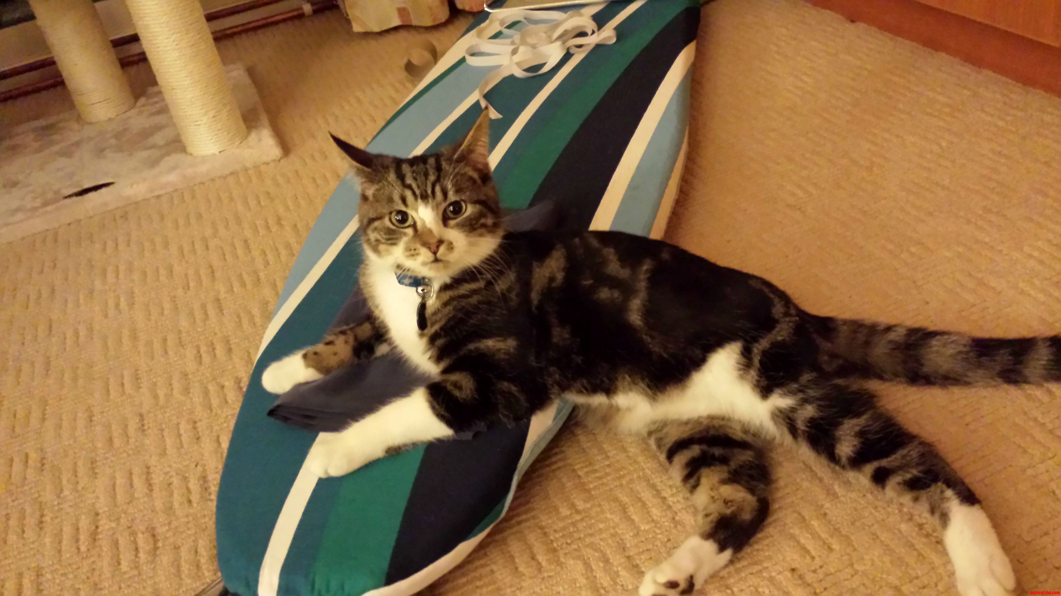 Hello Im Noball Roman. This Is My Very First Cat.