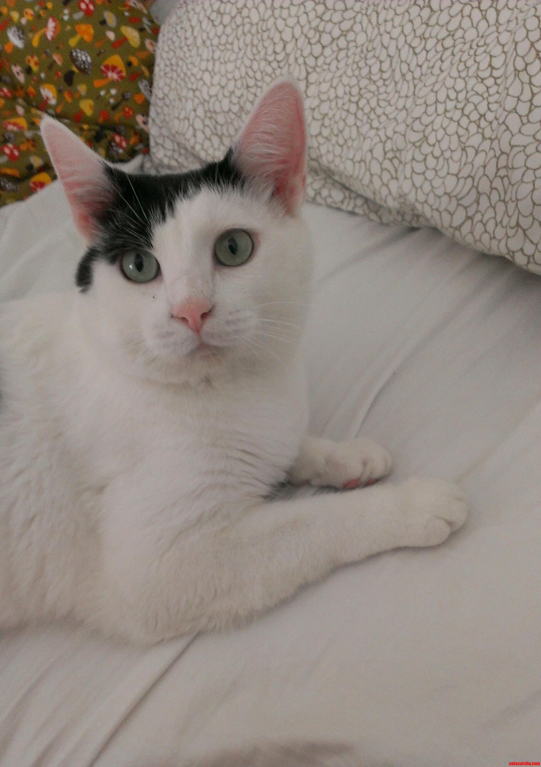 Hello Meet Winslow a Shelter Rescue and the Best Roommate I Ve Ever Had.