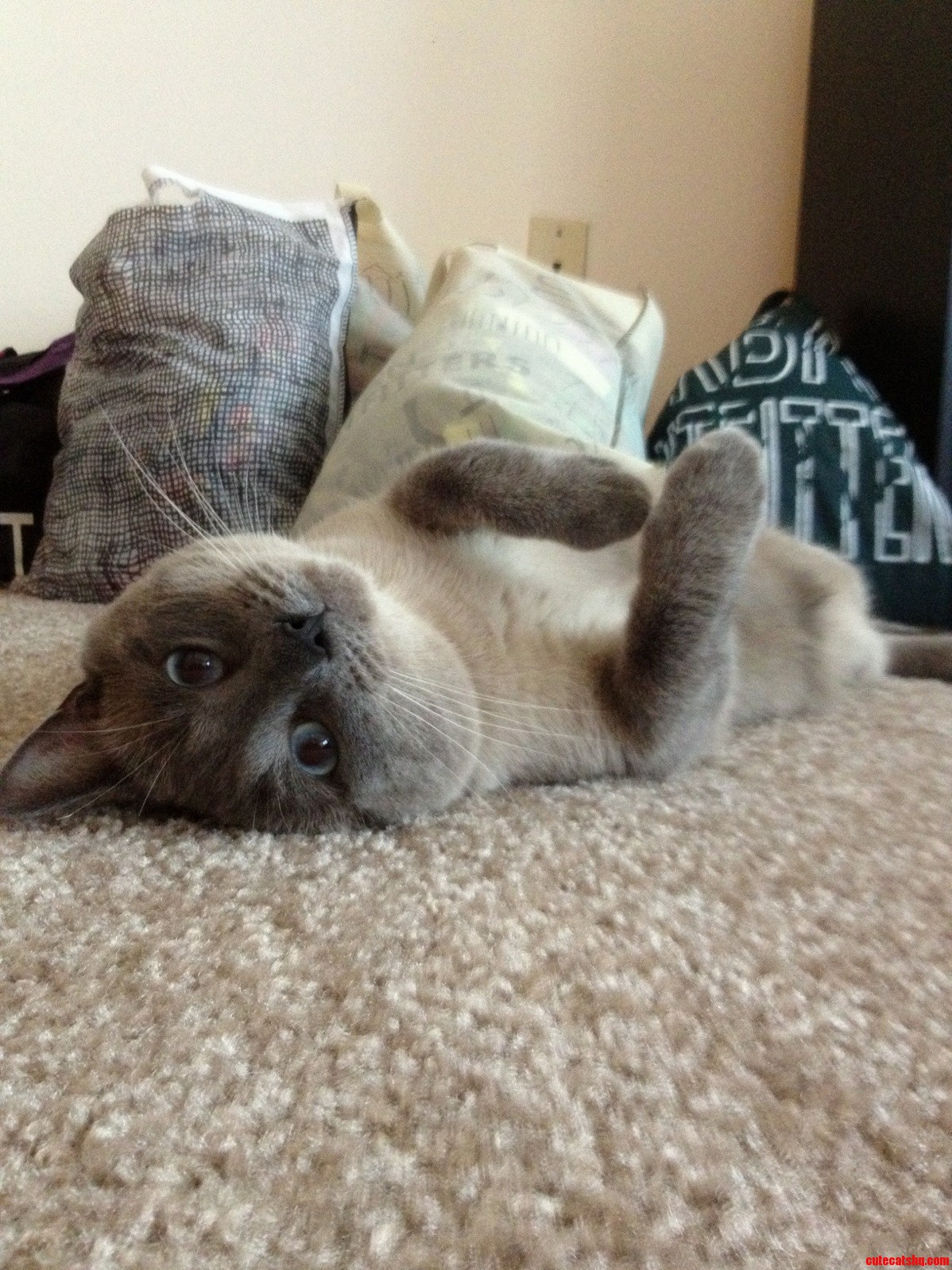 Hello My Name Is Murphy Whats Yours