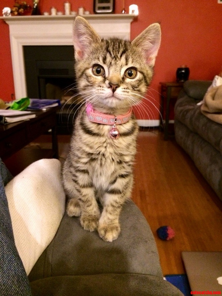 Help Name Our Rescue Kitty