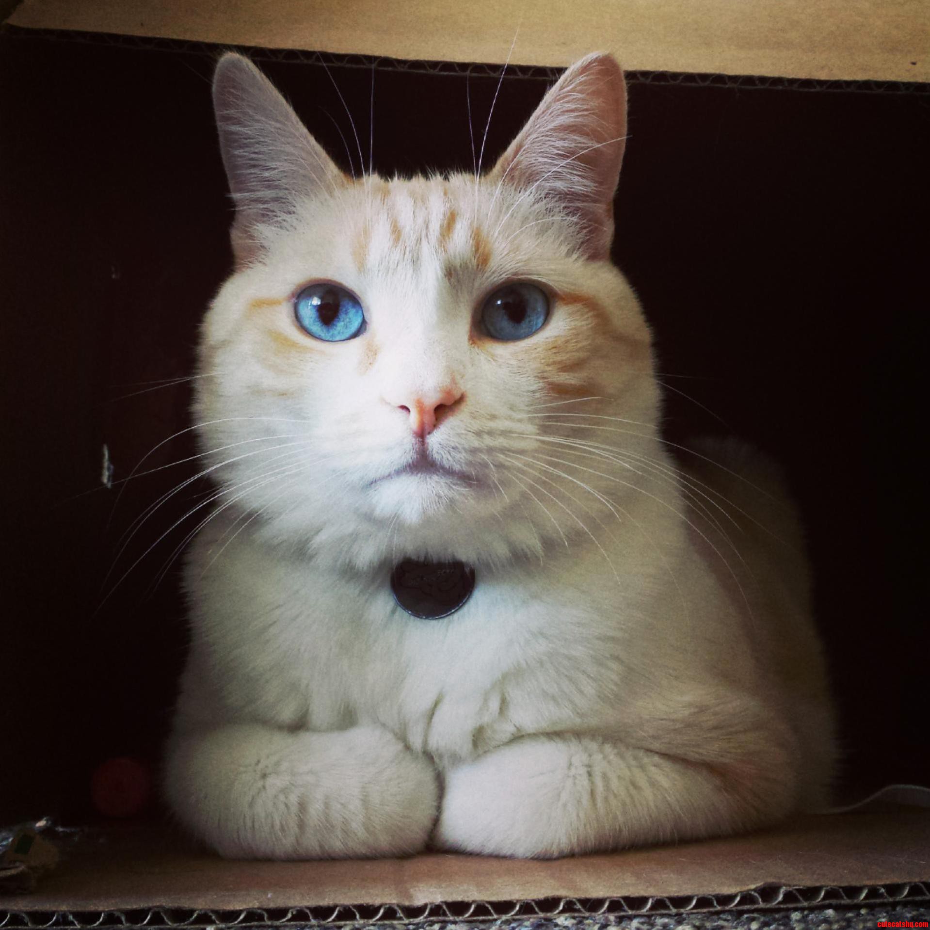 Hepplevector Is Such a Good Poser Cat-sitting Until January D