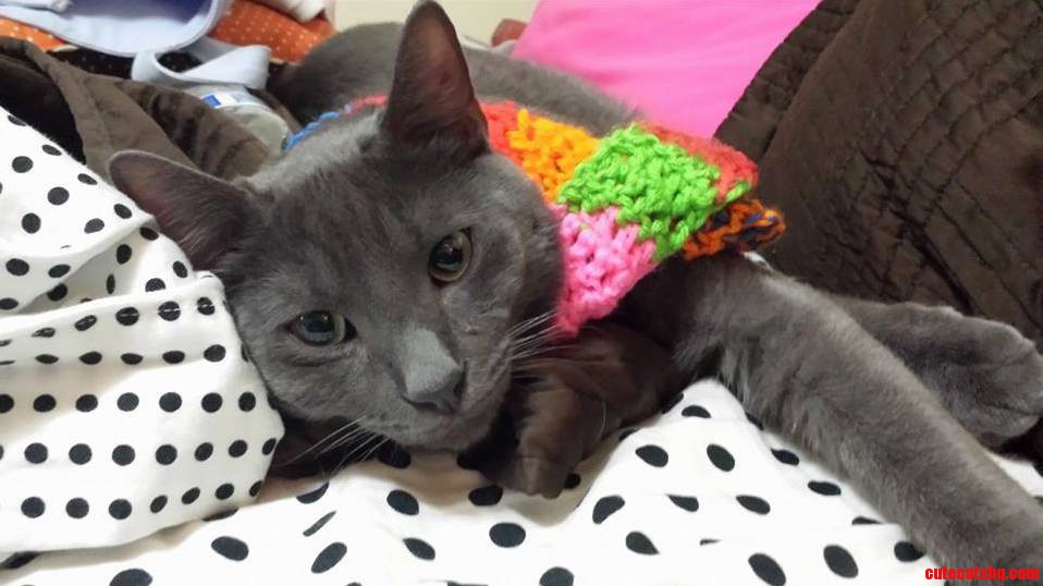 Here Is a Picture of My Cat Wearing a Scarf....