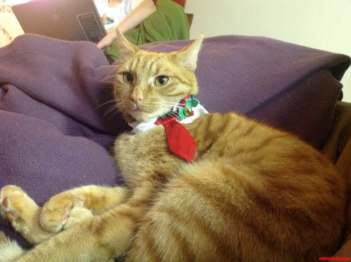Here Is His Christmas Attire
