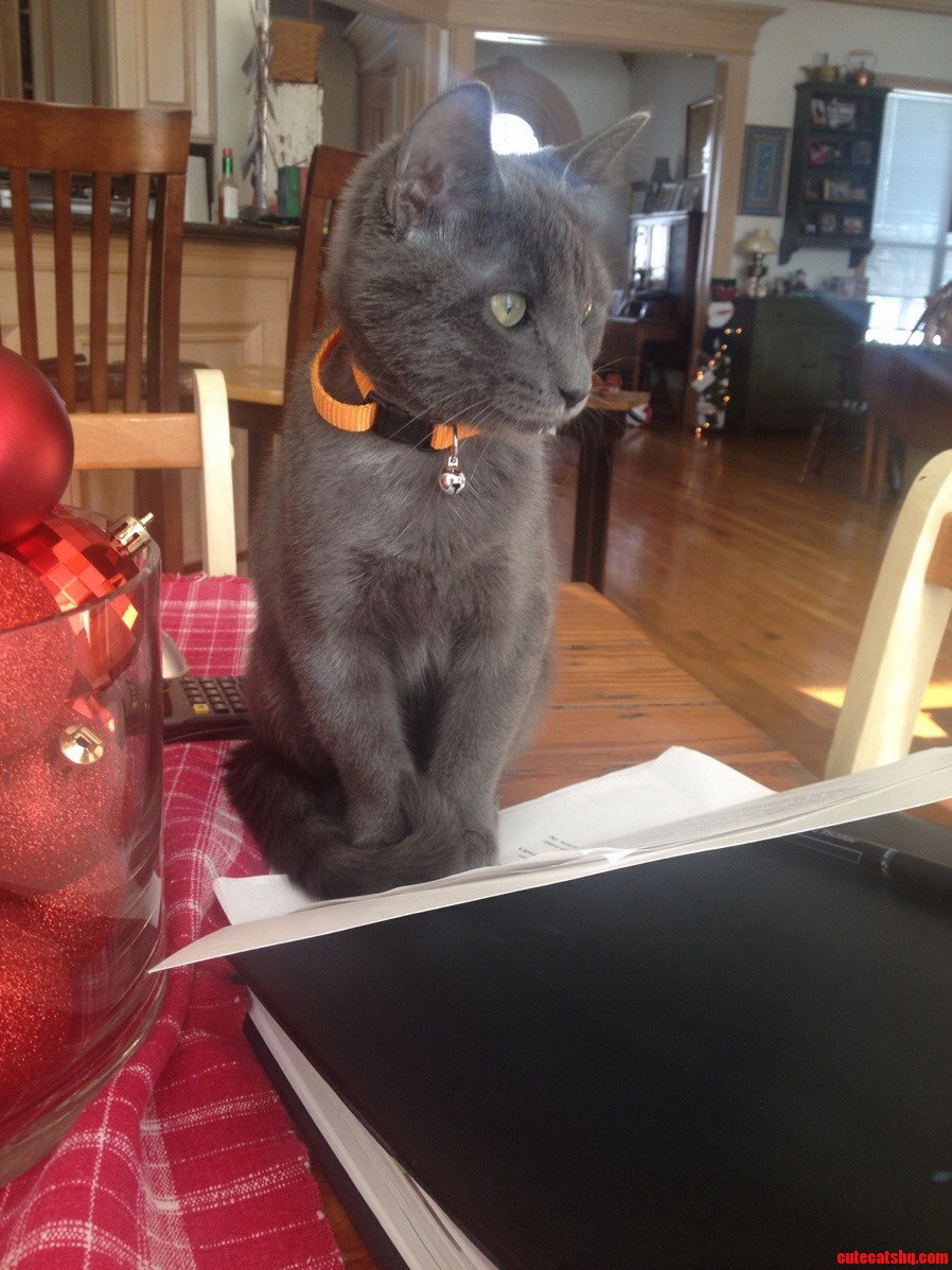 Here Is Stratus Helping Me with My Homework