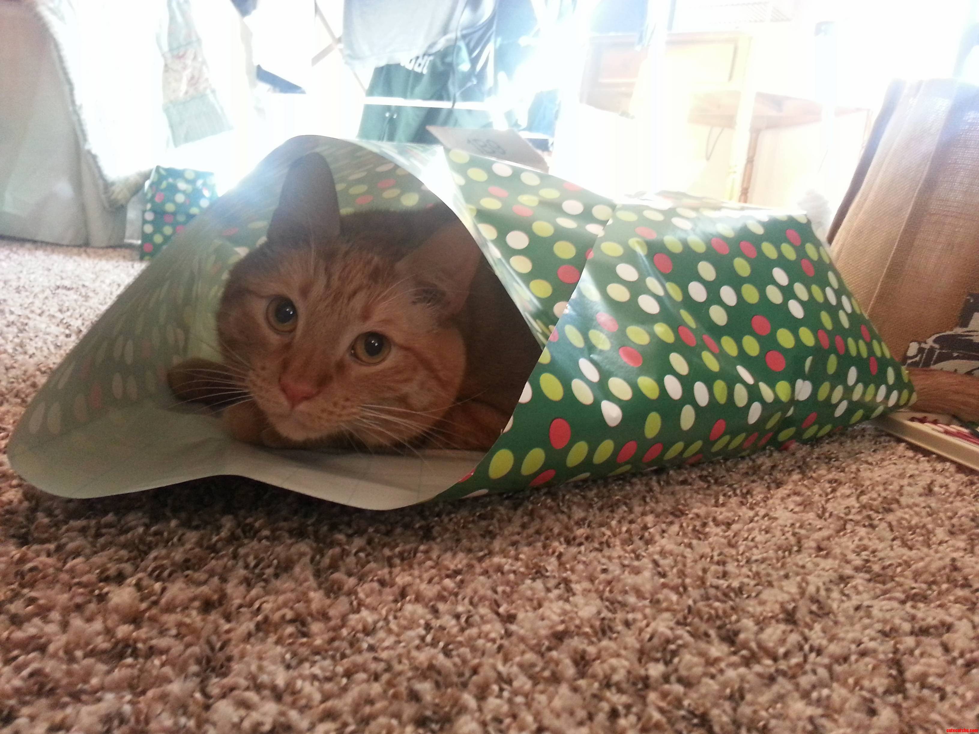 Hes Making Gift Wrapping Difficult...