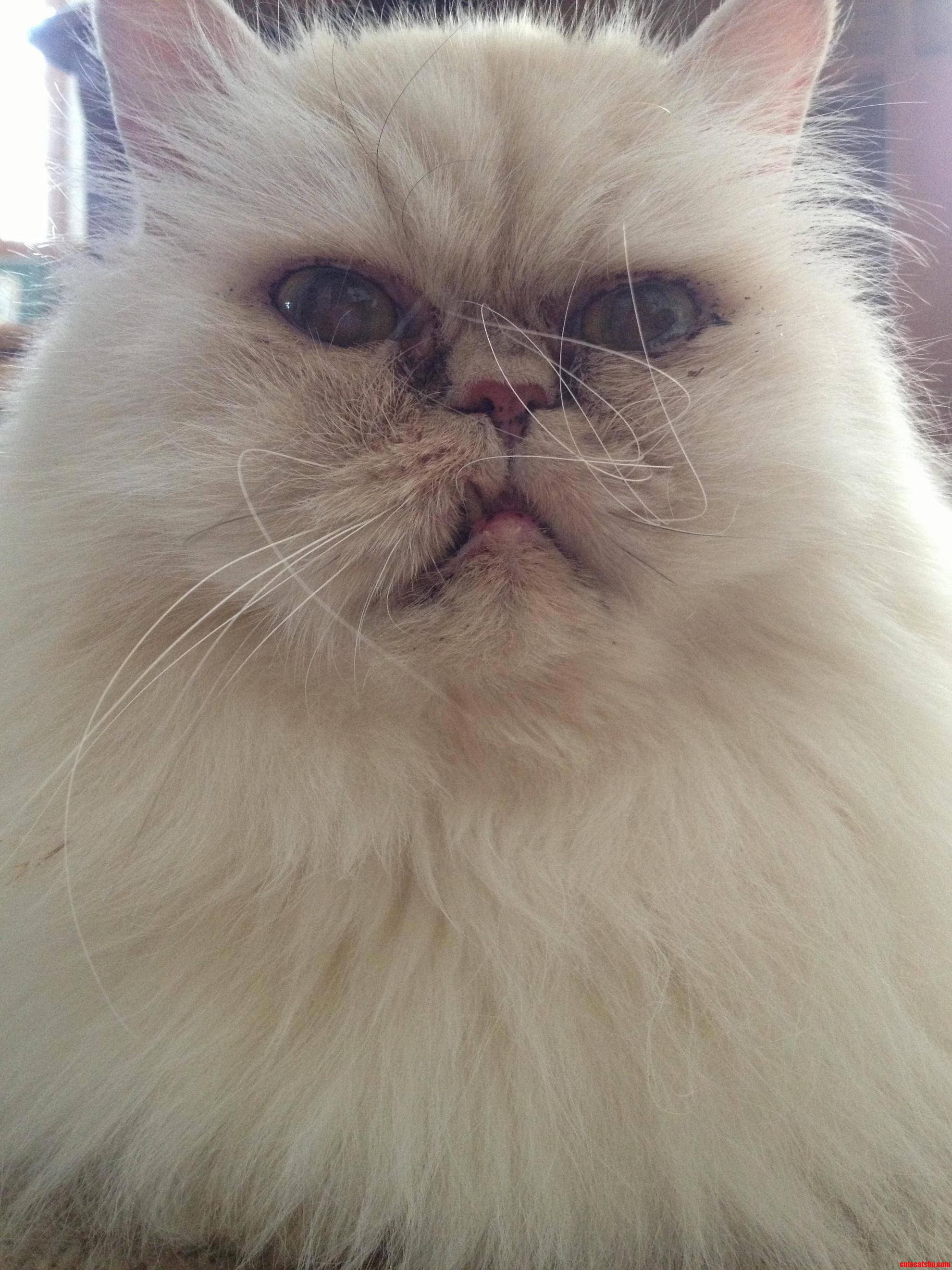 Hes Not the Most Handsome but Hes the Nicest Cat I Ve Met.