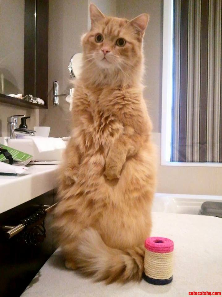 Hey Guys Can I Get Some Help Naming My Cat