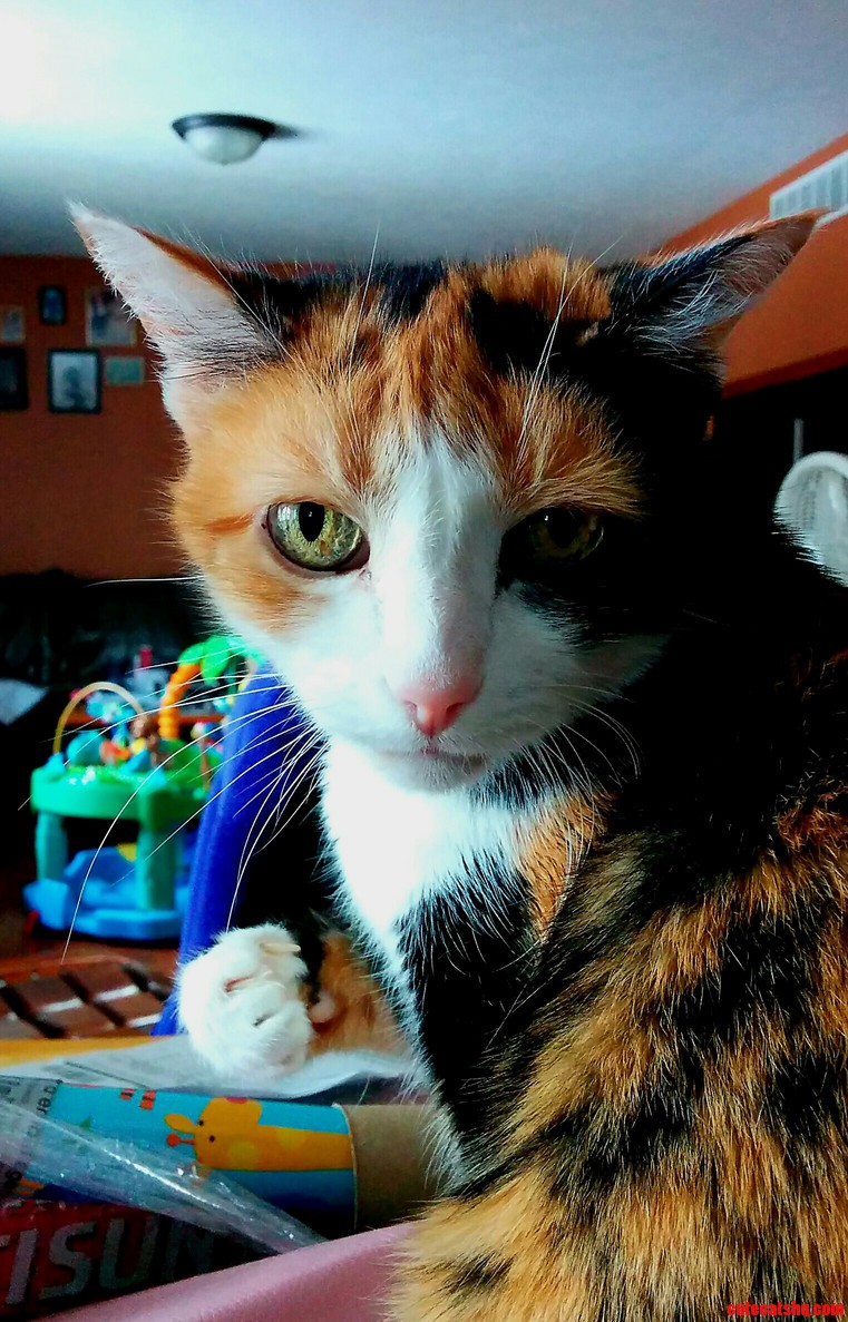Hi Rcats Meet Fygarr. Feral Rescue.
