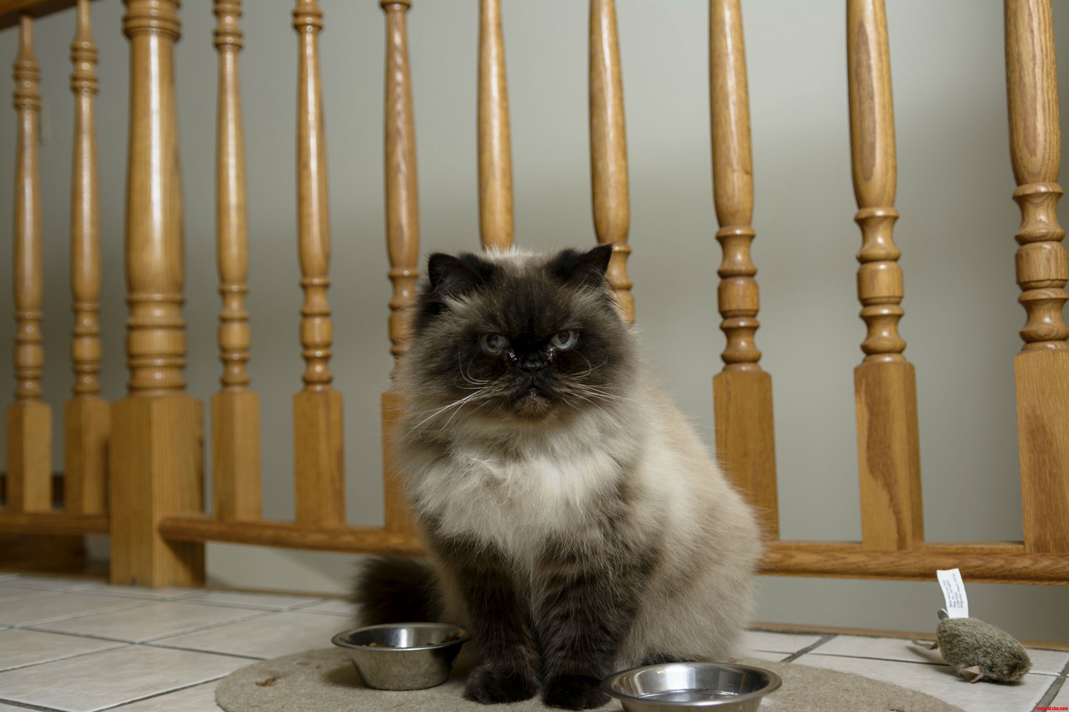 Himalayan Cat