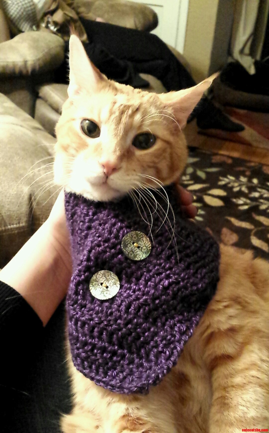Hipster Kitty