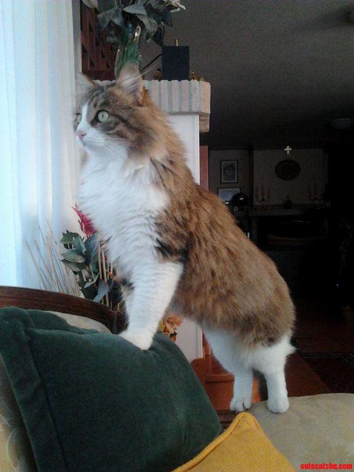 His Majesty the Cat.