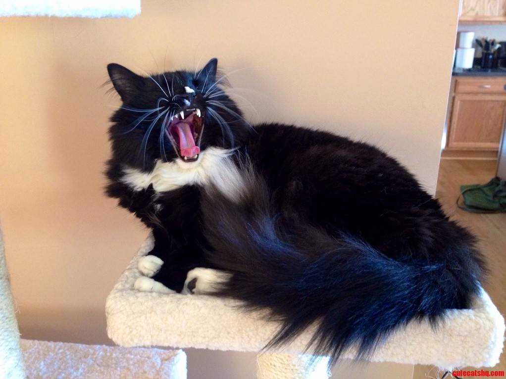 His Name Is Figaro. He Is a Burmese Maine Coon Mix.