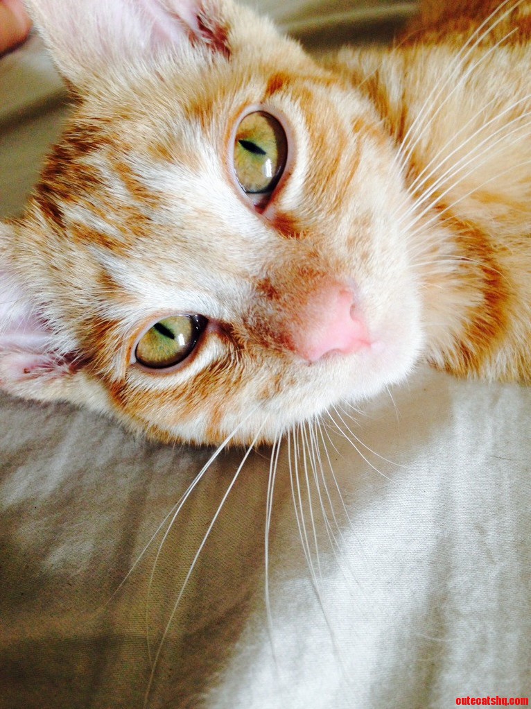 His Name Is Rex. I Got Him Yesterday.