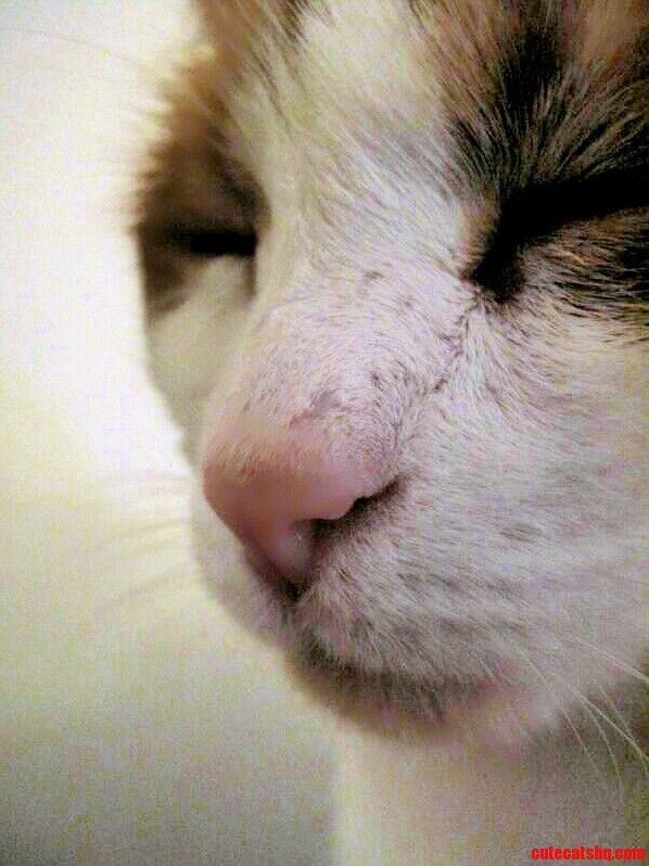 His Nose Is So Cute