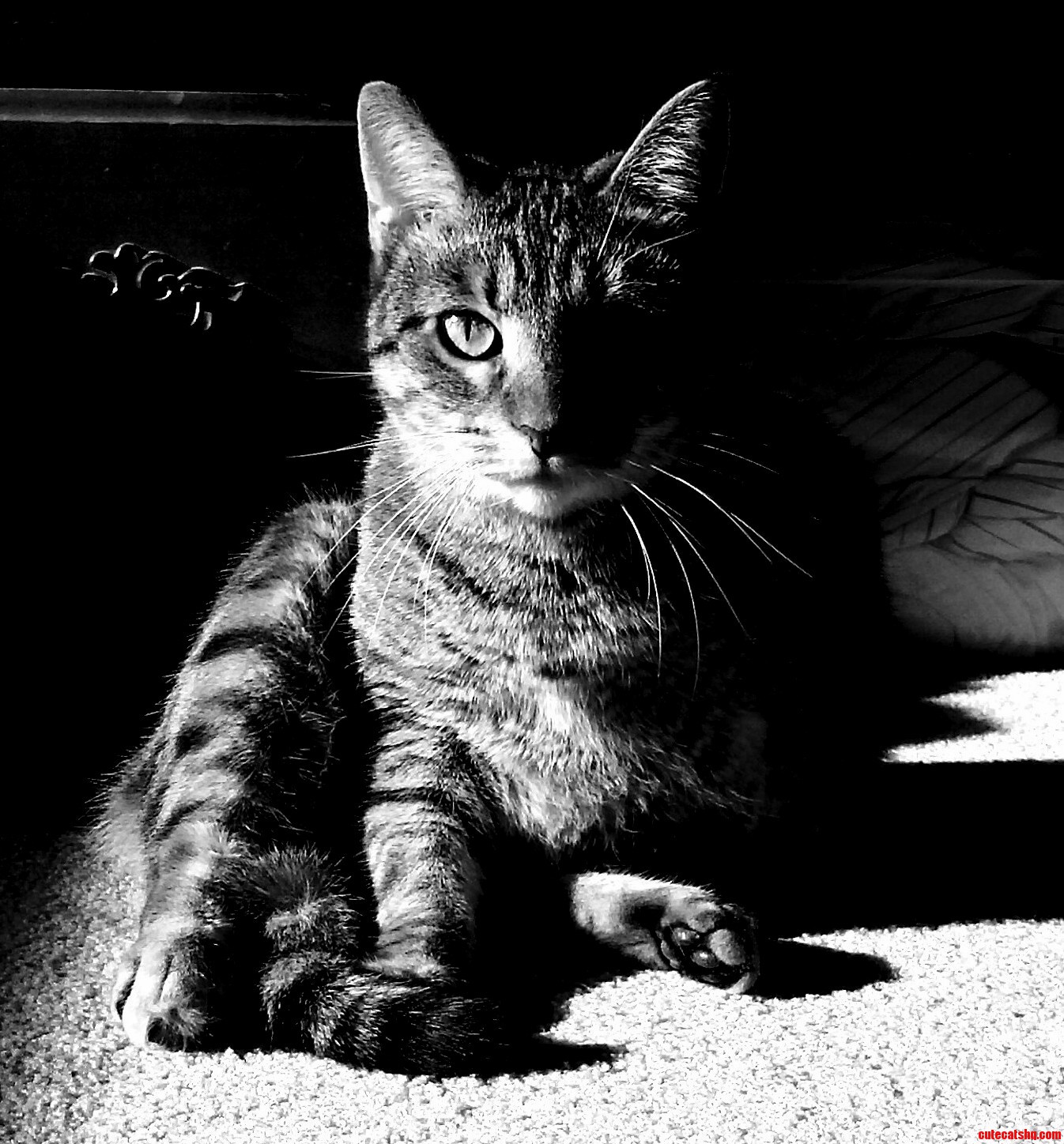 Hooli in Black and White