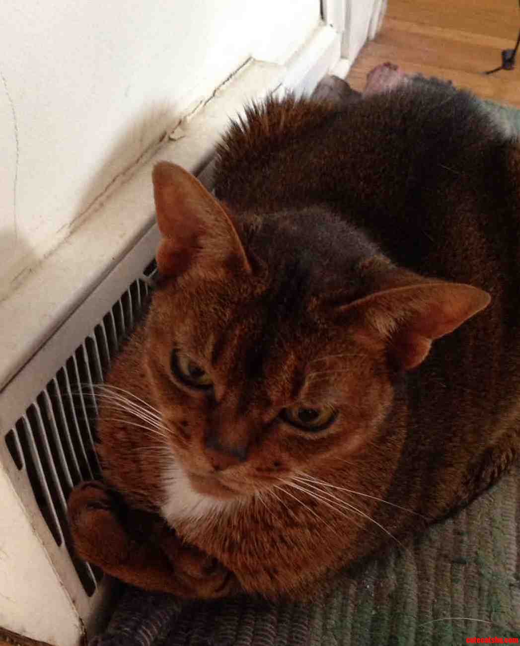 Hooman I Not Leave Here Til Spring