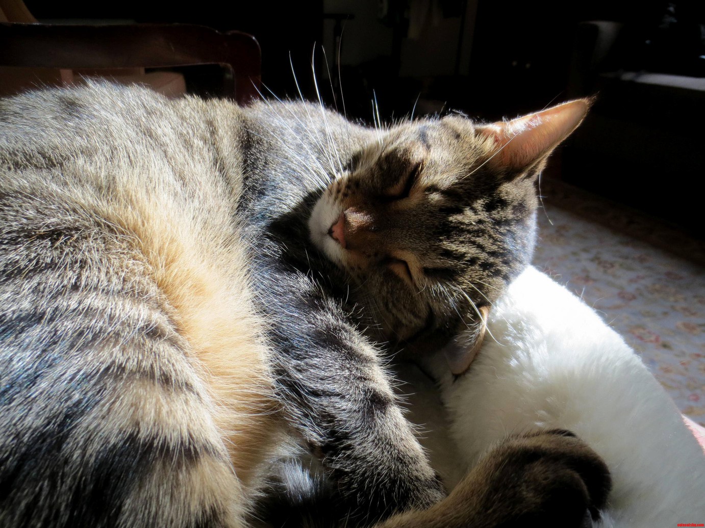 How Do I Train My Cat to Stop Yowling for Food at All Times