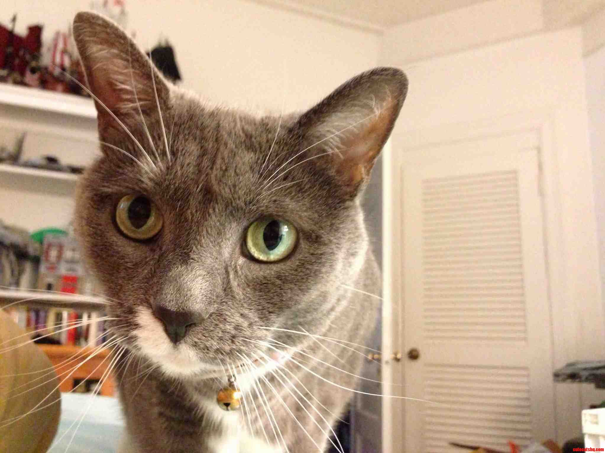 How My Cat Gus and Her Glorious Whiskers Wake Me Up in the Morning.