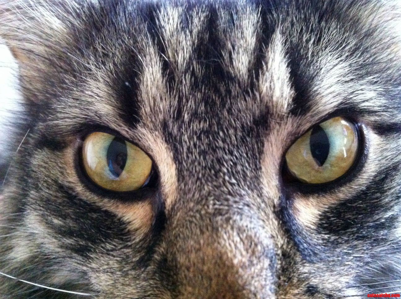 Hungry Eyes