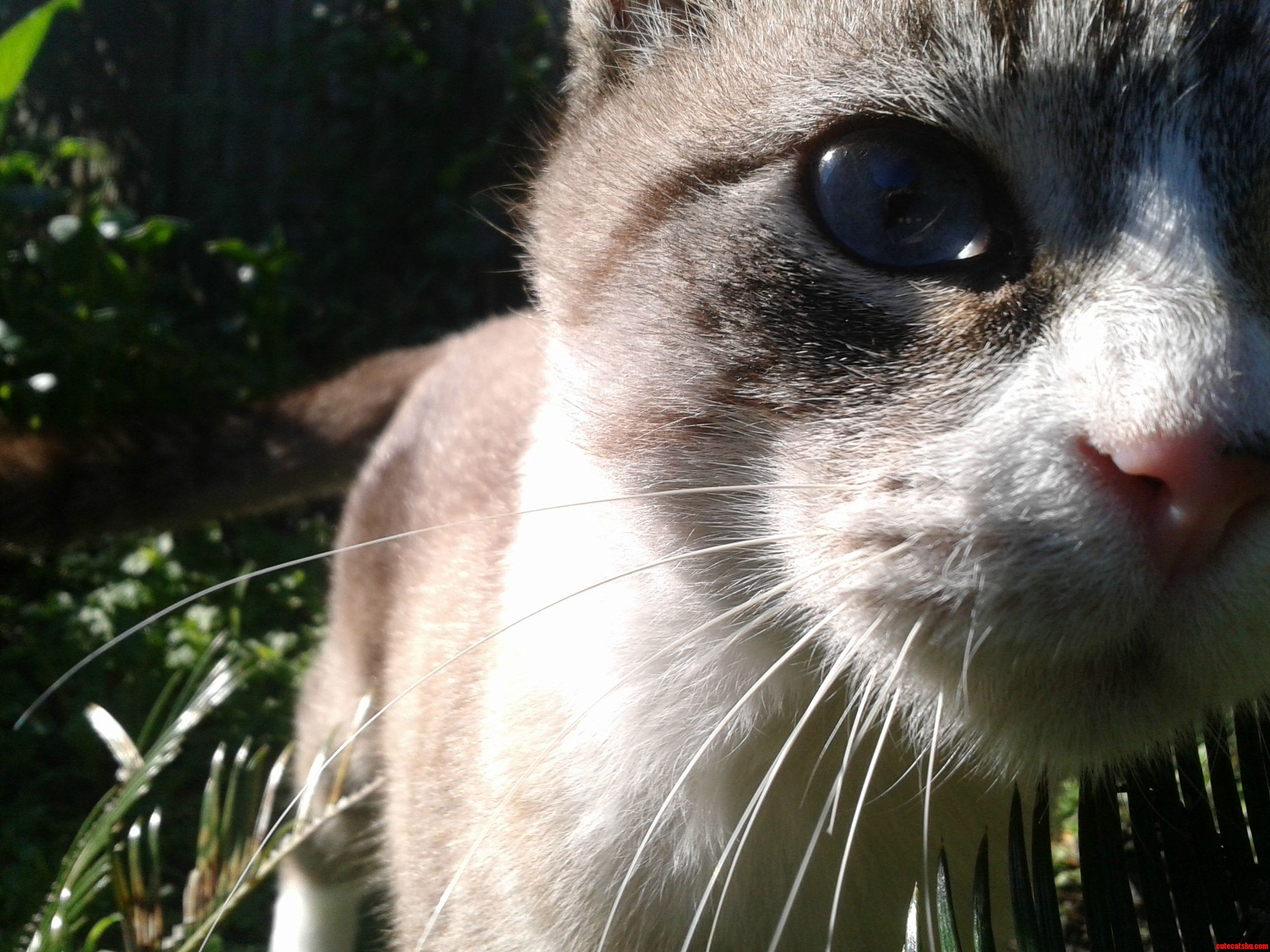 I Accidentally Took This Perfect Picture of Max the Three Legged Cat