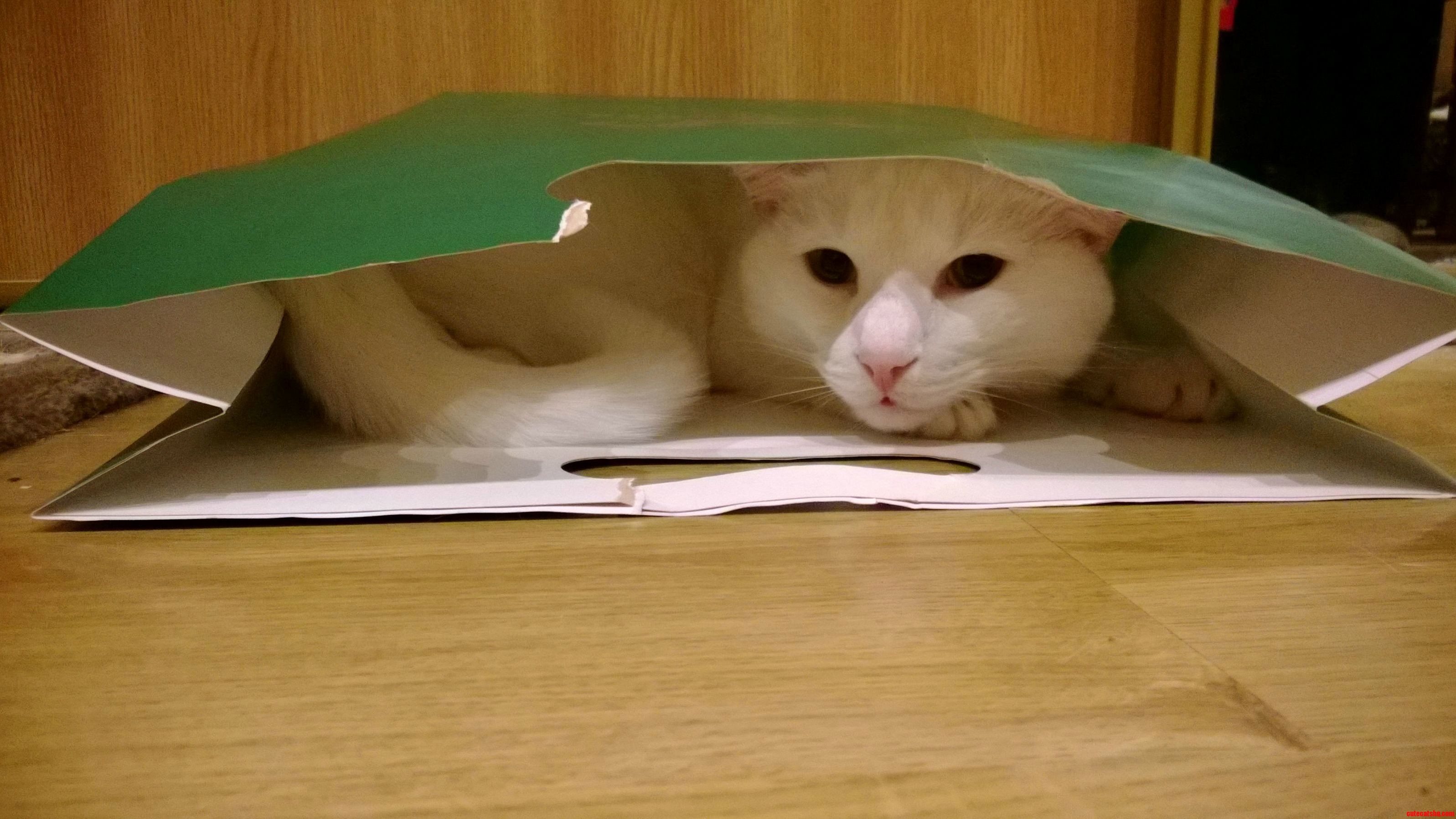 I Am Not Even Sure That the Bag Had Landed on the Floor Completely Before He Was in It