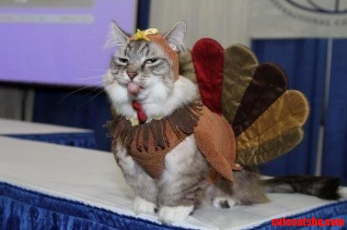 I Am Thankful for Cats