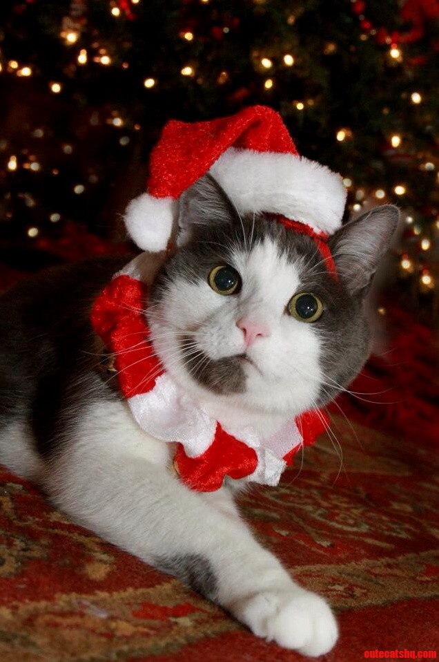 I Discovered an Elf Named Buddy Under the Tree for Christmas