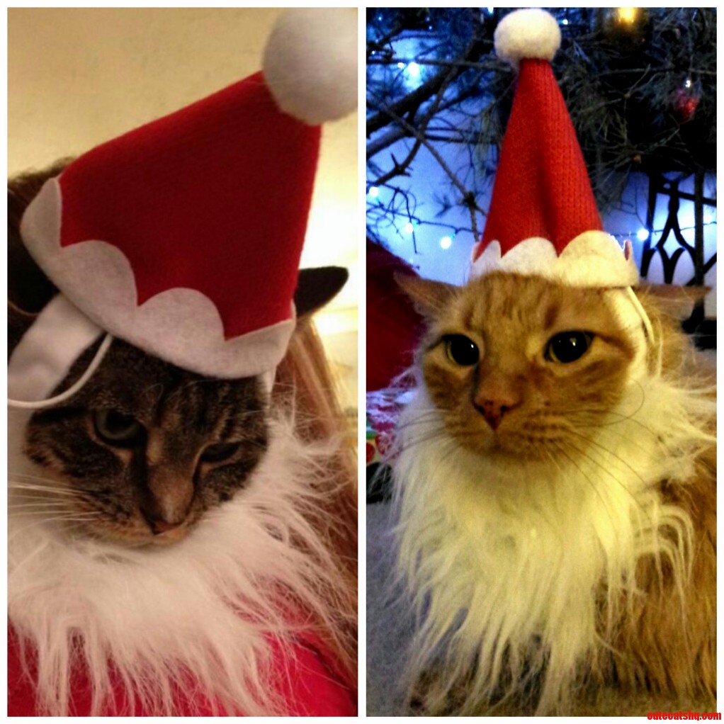 I Dont Always Torture My Cats....but When I Do It Is in the Spirit of Christmas