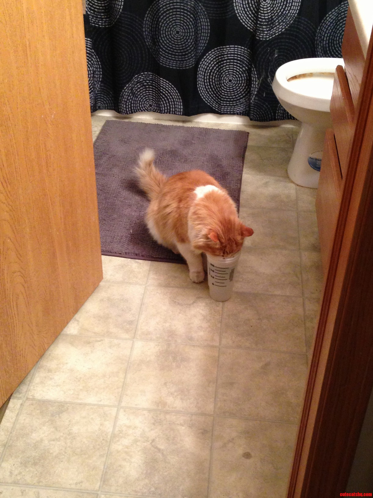 I Dont Own a Cat.