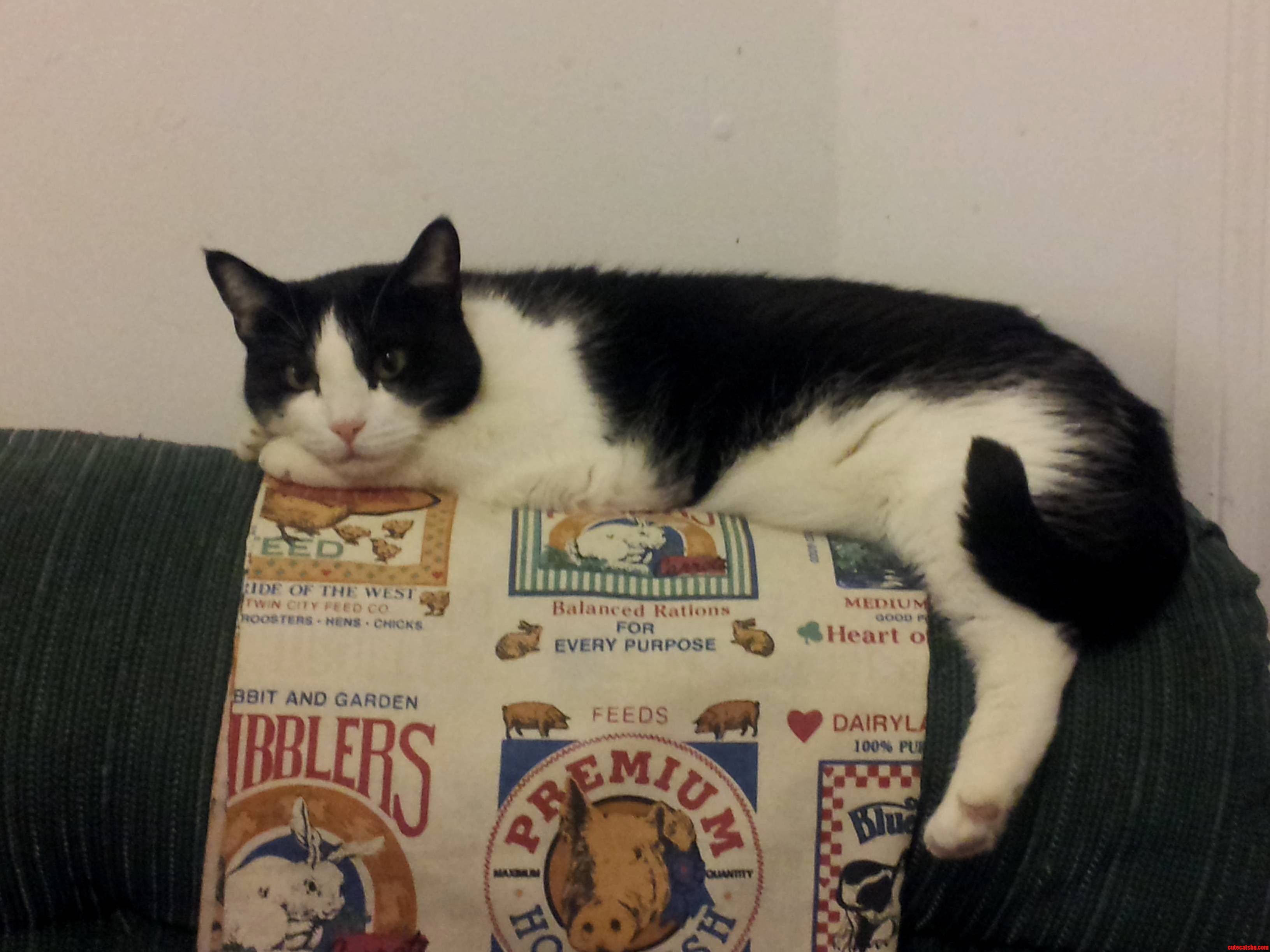 I Dont Think Mine Knows How to Use Chairs Properly.