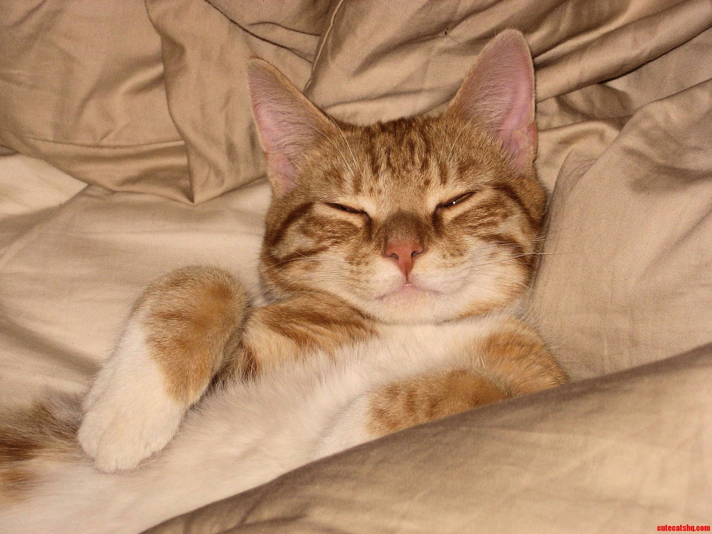 I Feel Like My Cat Is Mad That I Have Awoken Him - -