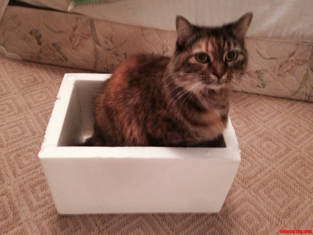 I Fits..i Sits