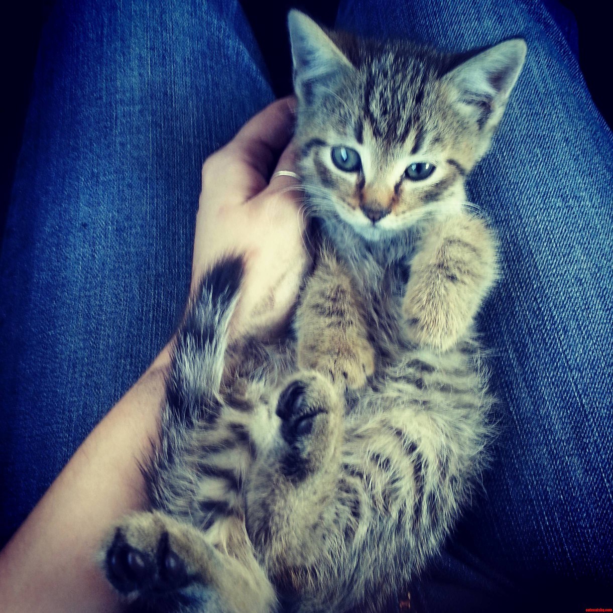 I Found This Baby Kitteh in Someones Tire at the Mall Today.