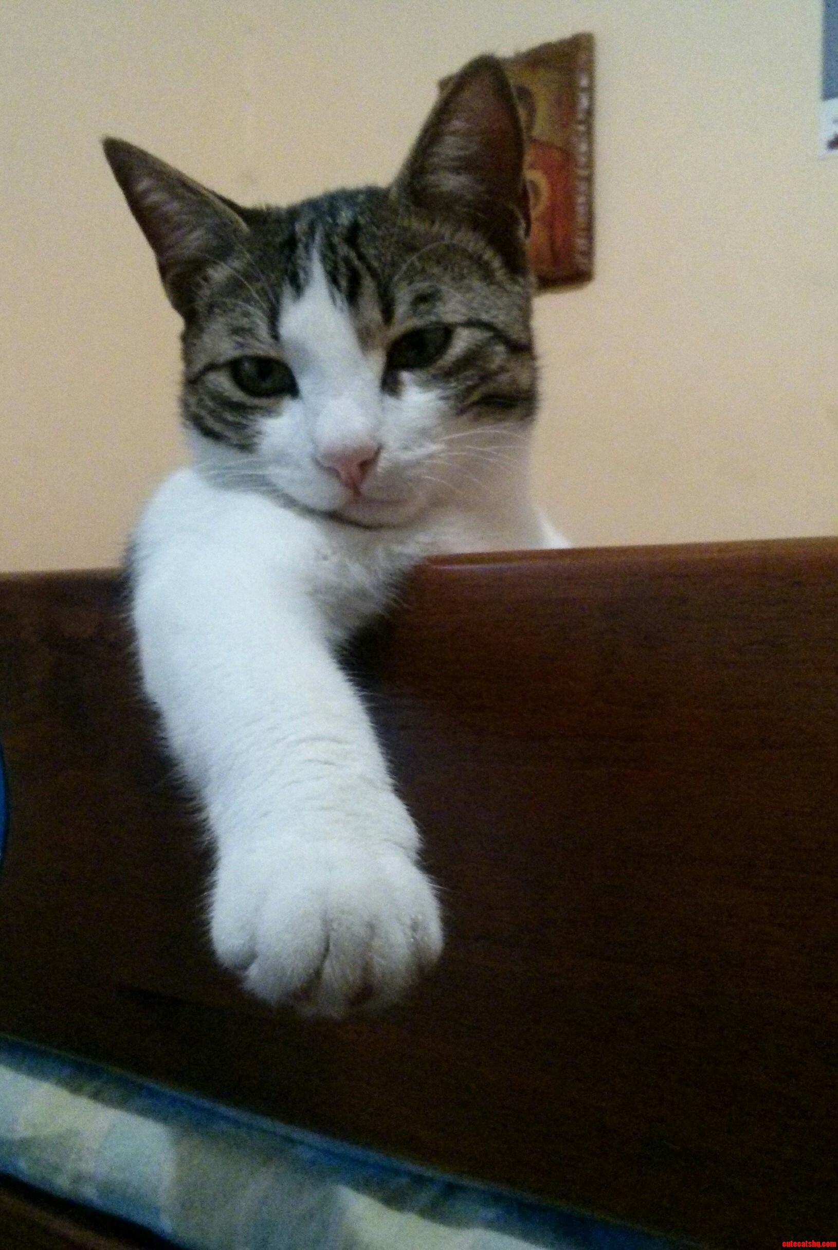 I Give You the Most Interesting Cat in the World