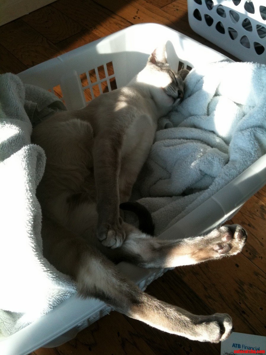 I Guess Im Not Putting the Towels Away