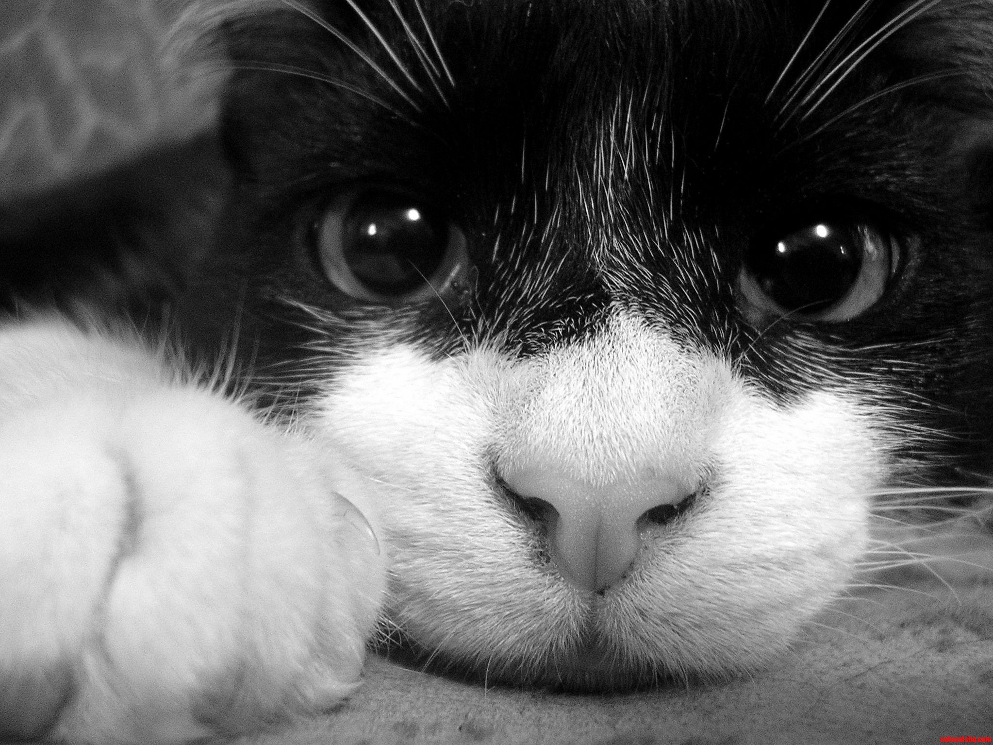 I Just Love That Face...and That Claw.